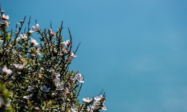 新加坡莱佛士音乐学院介绍：办学特色与课程亮点